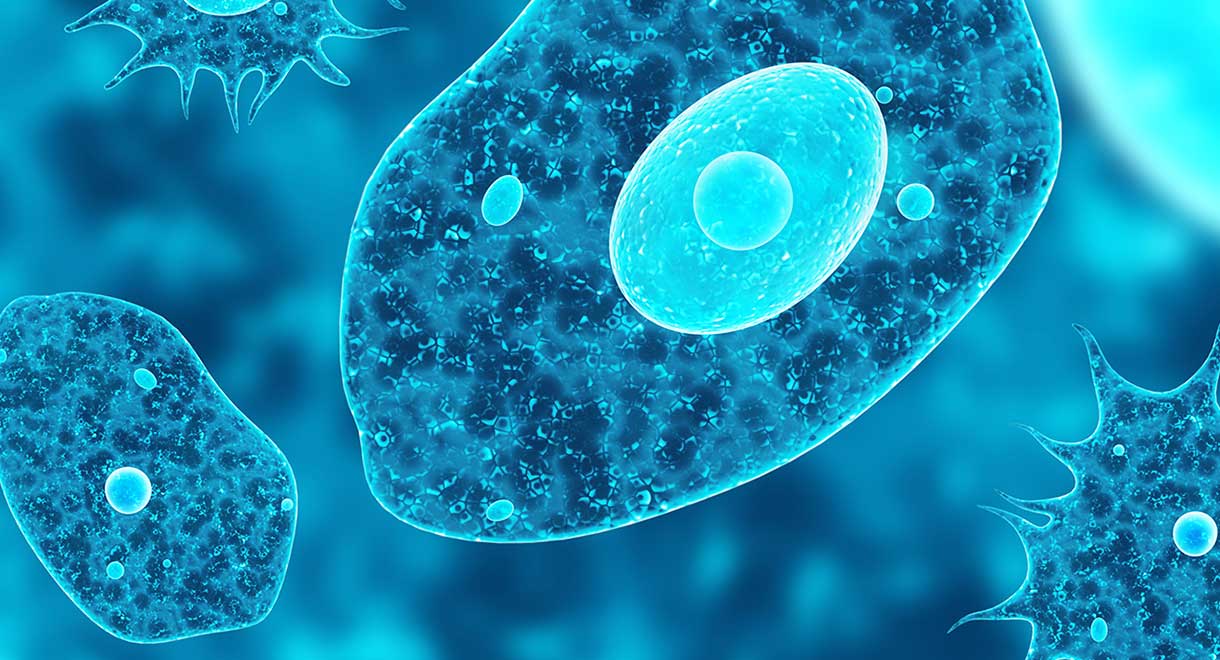 Parasites in the liver